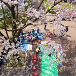 日本基督教学院的学生坐在樱花树下