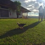 塔希提岛国际学校里一群小鸭和鸭妈妈走过
