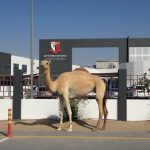 迪拜英语学院的校门口站了一只骆驼