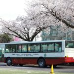 青叶-日本国际学校的校车在樱花树下