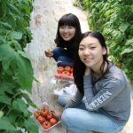 亚太国际学校的学生摘西红柿