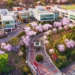 首尔龙山国际学校的学校在樱花开放的季节