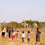 尼亚美美国国际学校的学生去野外看长劲鹿